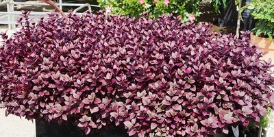 کیفیه زراعه ورعایه شجره الکستناء الحصانیه (Aesculus)