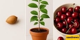 کیفیه زراعه بذره الکرز الحامض فی أصیص / زراعه شجره کرز فی المنزل باستخدام هذه الطریقه البسیطه