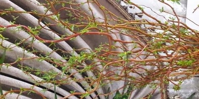 کیفیه زراعه ورعایه الصفصاف الصینی