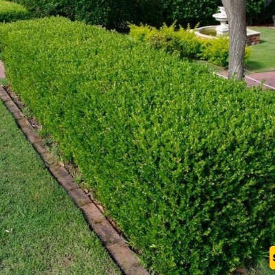 کیفیه زراعه ورعایه البقس الغابی