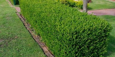 کیفیه زراعه ورعایه البقس الغابی