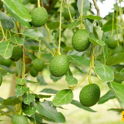 آفات أشجار الأفوکادو وطرق فعّاله لمکافحتها
