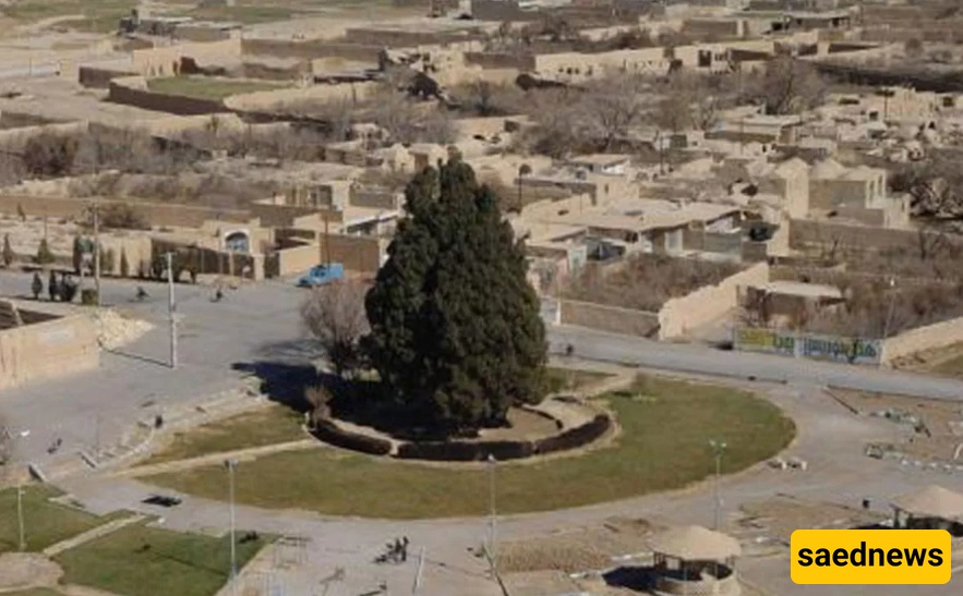 سرو أبرکوه