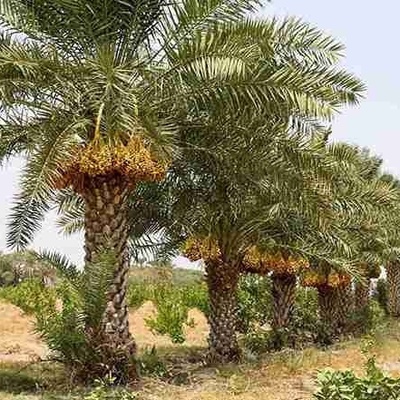 کیفیه زراعه والعنایه بأشجار نخیل التمر