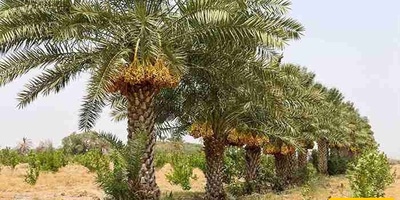 کیفیه زراعه والعنایه بأشجار نخیل التمر