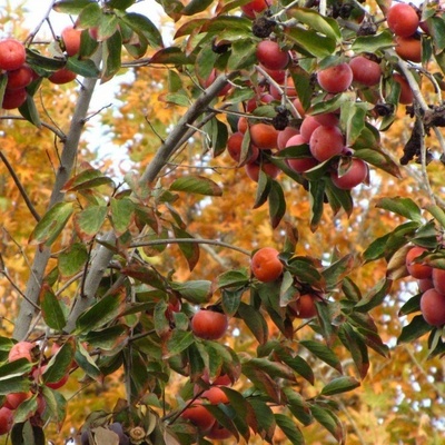زراعه ورعایه أشجار الکاکی