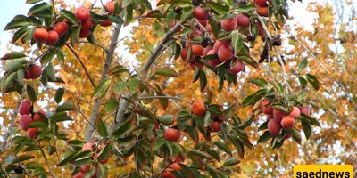 زراعه ورعایه أشجار الکاکی