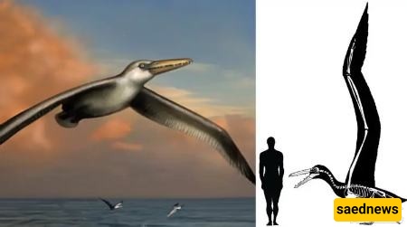 بیلاغورنس ساندیرسی (Pelagornis sandersi)