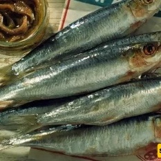 الأنشوجه وفوائدها الصحیه المتعدده للجسم