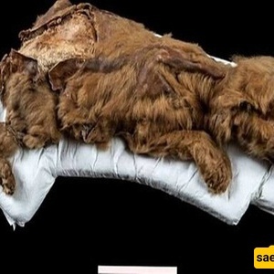 اکتشاف مذهل: الکشف عن ذئب قدیم عمره 44 ألف عام من جلید سیبیریا + فیدیو