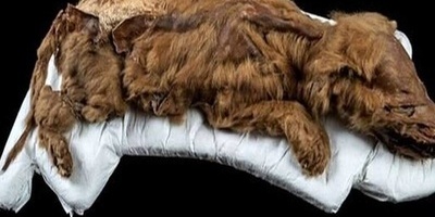 اکتشاف مذهل: الکشف عن ذئب قدیم عمره 44 ألف عام من جلید سیبیریا + فیدیو