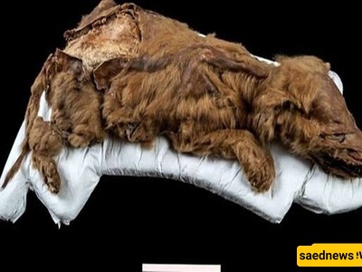 اکتشاف مذهل: الکشف عن ذئب قدیم عمره 44 ألف عام من جلید سیبیریا + فیدیو