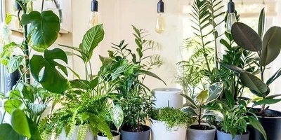 11 طریقه للحفاظ على صحه النباتات الداخلیه فی الطقس الحار (مع الصور)
