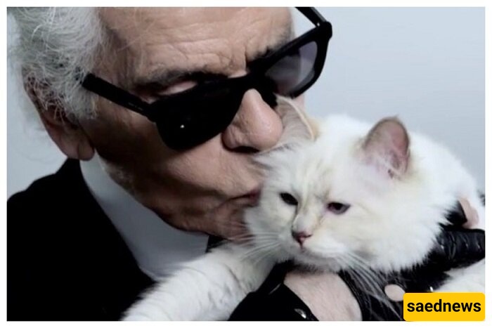 أغنى قطه فی العالم تحتفل بعیدها الحادی عشر على متن طائره خاصه—ونأمل أن تحظى القطط الضاله ببعض الحظ 😐 + صور