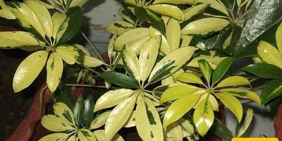 کیفیه العنایه بزراعه الشیفلیرا (نبات المظله)