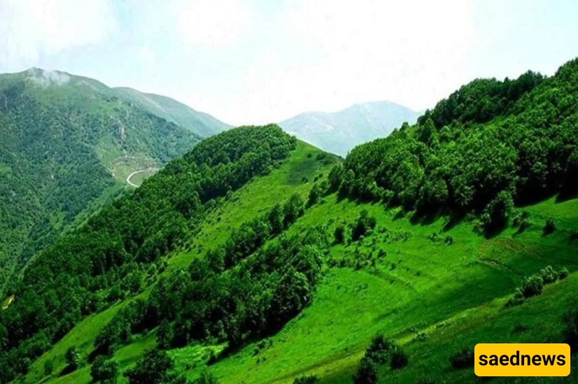 غابه دیزمار