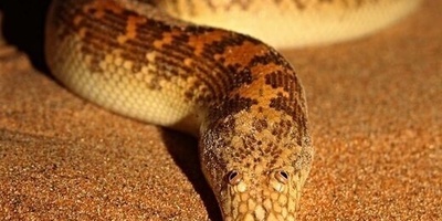 أجمل ثعبان بوا فی إیران — اهرب إذا رأیته!