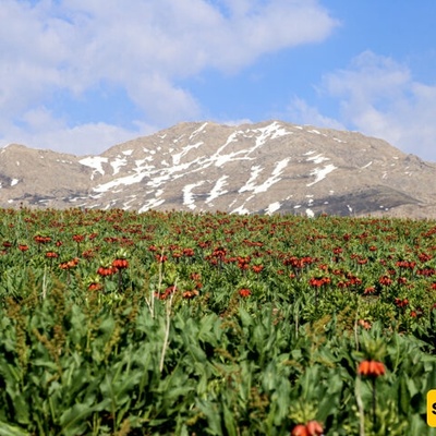 زنبق رأس الأفعى فی سهول کوهرنغ