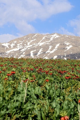 زنبق رأس الأفعى فی سهول کوهرنغ