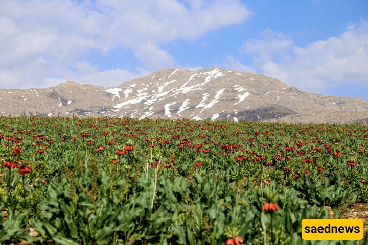 زنبق رأس الأفعى فی سهول کوهرنغ
