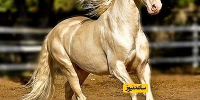 بلد تفوق فیه خیولها عدد سکانها! (مع صور)