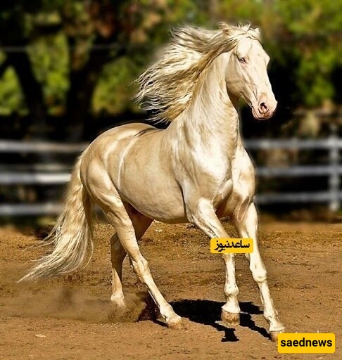 بلد تفوق فیه خیولها عدد سکانها! (مع صور)