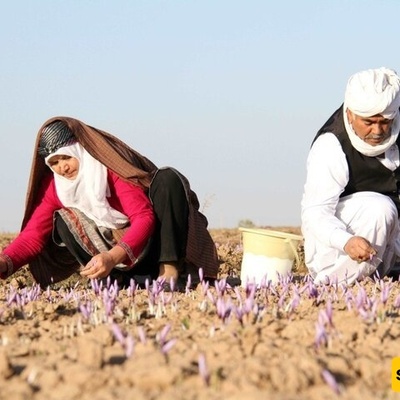 منظمه الأغذیه والزراعه وجامعه مشهد تتعاونان لتعزیز سوق الزعفران الإیرانی