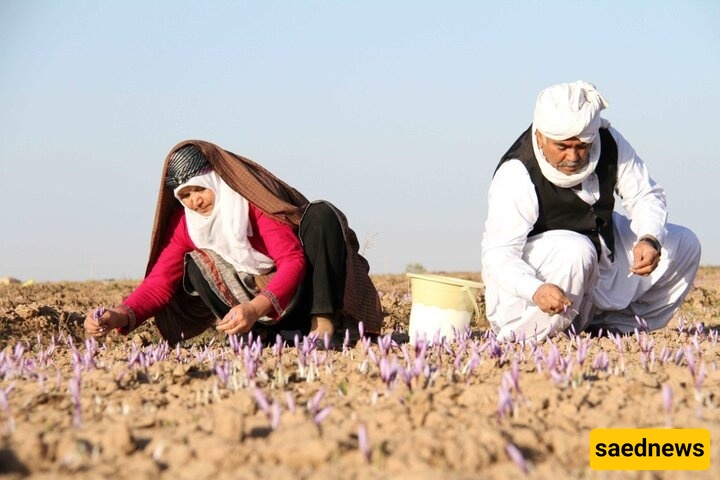 منظمه الأغذیه والزراعه وجامعه مشهد تتعاونان لتعزیز سوق الزعفران الإیرانی
