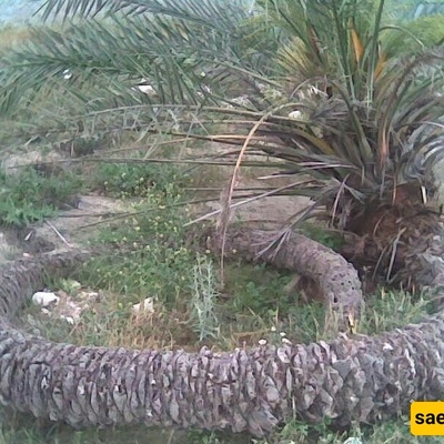 النخله النادره وغیر المعتاده التی تزهر تحت الأرض