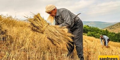 لغز وعاء حجری ضخم عُثر علیه فی حقل مزارع