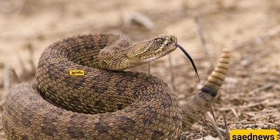 عشاق الوثائقیات عن الحیاه البریه یحتفلون: اکتشاف 92 أفعى کوبرا سامه مخبأه فی منزل واحد!