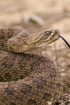 عشاق الوثائقیات عن الحیاه البریه یحتفلون: اکتشاف 92 أفعى کوبرا سامه مخبأه فی منزل واحد!