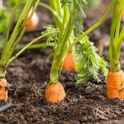 کنز مذهل من العصر البرونزی یُکتشف فی حقل جزر [صور]