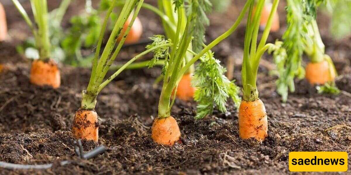 کنز مذهل من العصر البرونزی یُکتشف فی حقل جزر [صور]