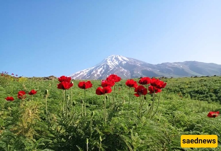 دشت شقایق کالپوش