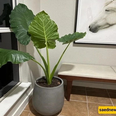 دلیل العنایه بأذن الفیل (ألوکاسیا): زراعه نبات منزلی عملاق فی المنزل من البدایه إلى النهایه