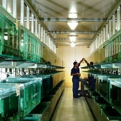 اکتشاف مخلوق جدید بلون الفولاذ فی حوض الأسماک