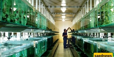 اکتشاف مخلوق جدید بلون الفولاذ فی حوض الأسماک