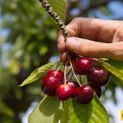ابتکار ذکی ومثیر من بستانی ذکی لقطف ثمار الکرز الحامض من الشجره بسهوله وبدون عناء، والذی حصل على 2 ملیون إعجاب👌 + فیدیو