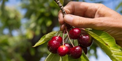 ابتکار ذکی ومثیر من بستانی ذکی لقطف ثمار الکرز الحامض من الشجره بسهوله وبدون عناء، والذی حصل على 2 ملیون إعجاب👌 + فیدیو