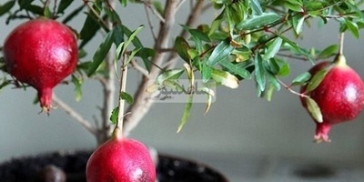 کیفیه زراعه الرمان من البذور! هذه الخدعه الغریبه جعلتنی أنمو شجره حقیقیه من ثمره رمان واحده + فیدیو