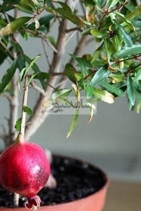 کیفیه زراعه الرمان من البذور! هذه الخدعه الغریبه جعلتنی أنمو شجره حقیقیه من ثمره رمان واحده + فیدیو