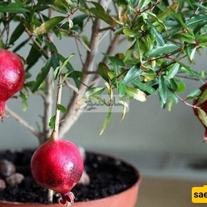 کیفیه زراعه الرمان من البذور! هذه الخدعه الغریبه جعلتنی أنمو شجره حقیقیه من ثمره رمان واحده + فیدیو