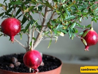 کیفیه زراعه الرمان من البذور! هذه الخدعه الغریبه جعلتنی أنمو شجره حقیقیه من ثمره رمان واحده + فیدیو