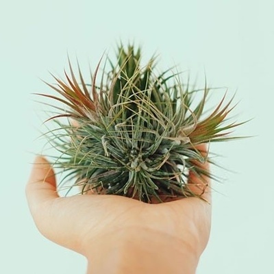 الدلیل الکامل للعنایه وری نباتات الهواء (Tillandsia)