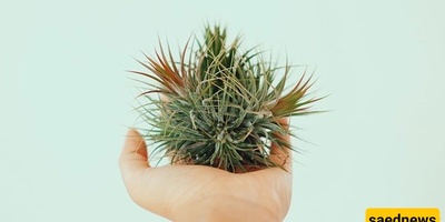 الدلیل الکامل للعنایه وری نباتات الهواء (Tillandsia)