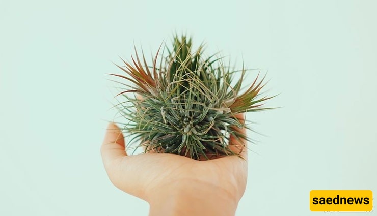 الدلیل الکامل للعنایه وری نباتات الهواء (Tillandsia)