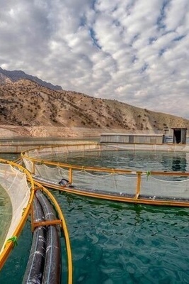 طهران تستضیف الدوره التاسعه من معرض الصناعات السمکیه الدولی (IFEX)