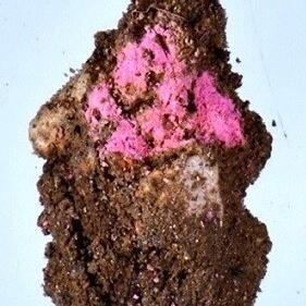 اکتشاف مستحضرات تجمیل "باربی" فی مدینه عمرها 2000 عام