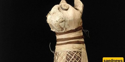 اکتشاف مذهل لقطّه محنّطه غریبه ذات خمسه أرجل وثلاثه ذیول